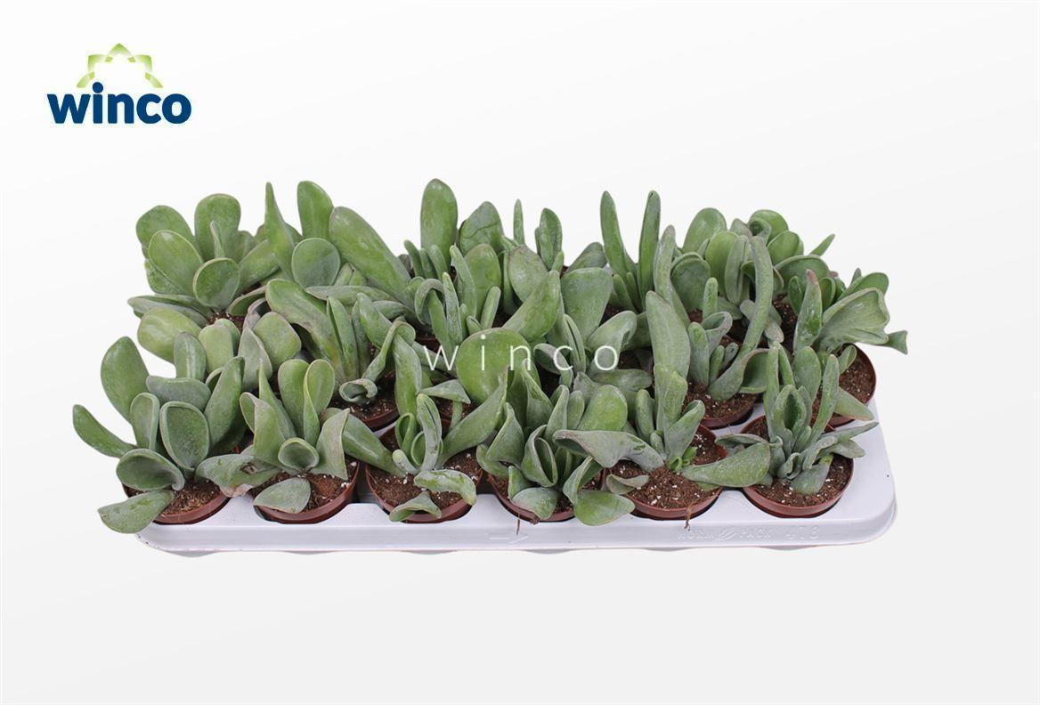 Горшечные цветы и растения оптом Kalanchoe Oricula от 18шт (для телеги) из Голландии с доставкой по России