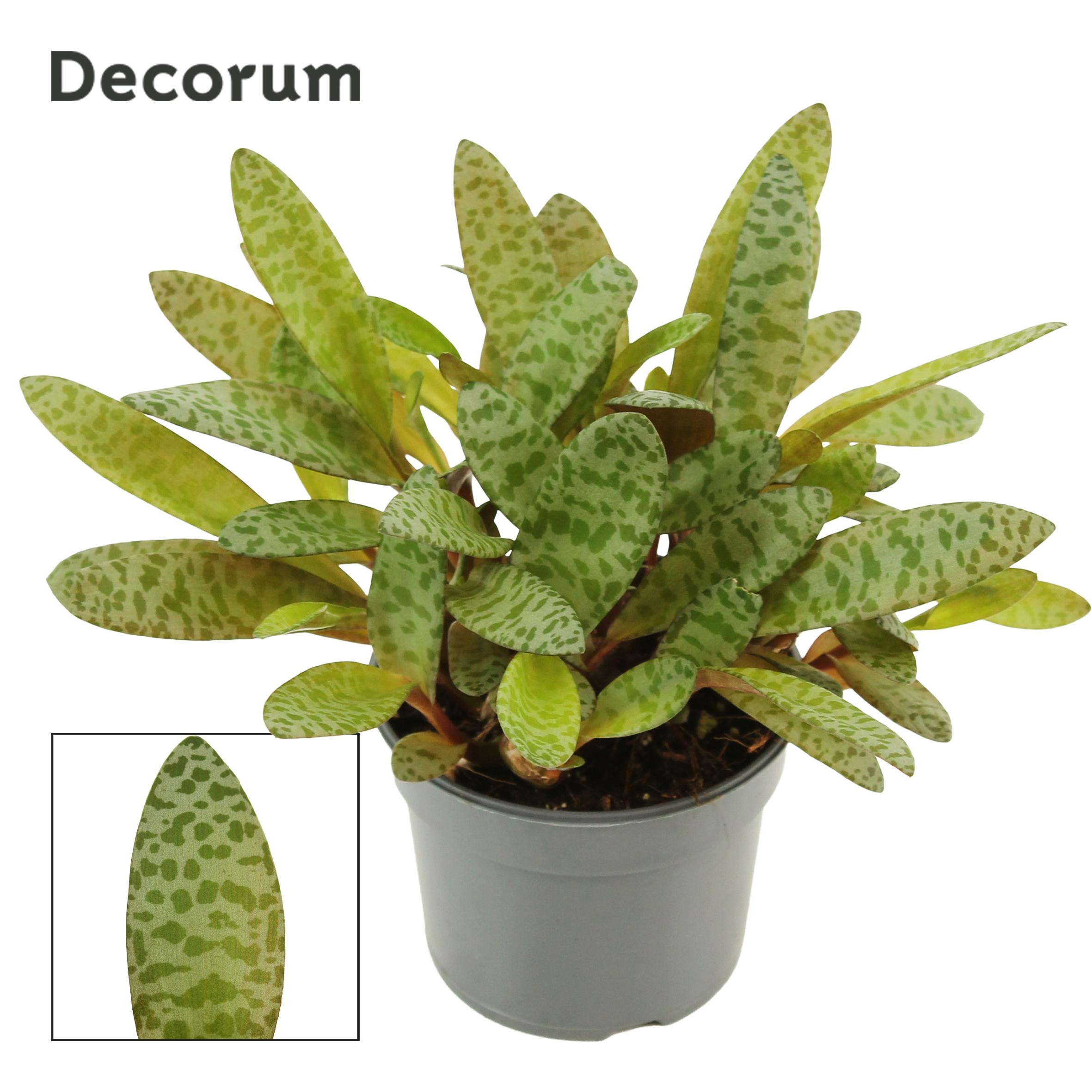 Горшечные цветы и растения оптом Ledebouria Socialis Green 9 Cm (decorum) от 18шт (для телеги) из Голландии с доставкой по России