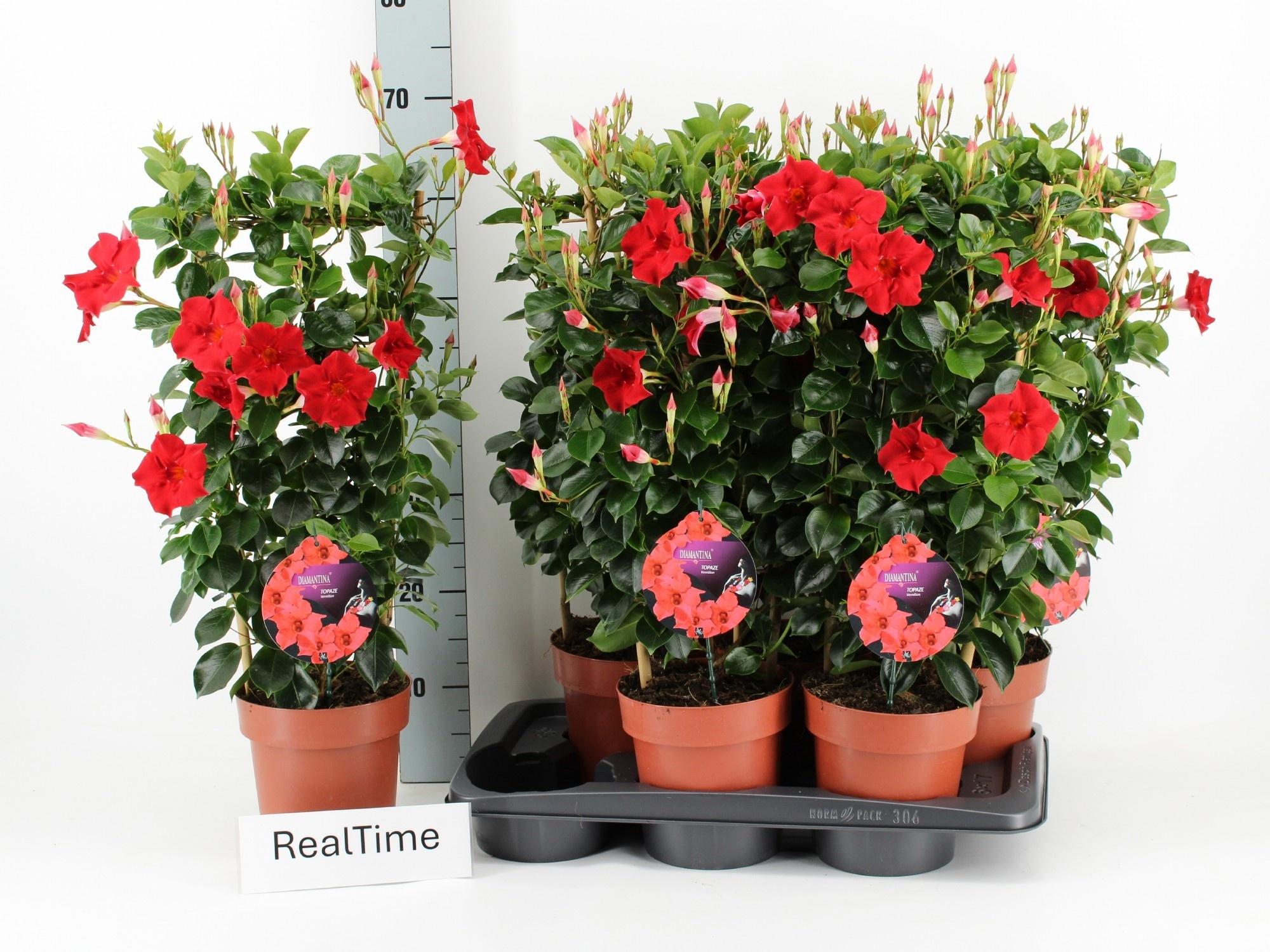 Горшечные цветы и растения оптом Mande Di Topaze Verm от 6шт из Голландии с доставкой по России