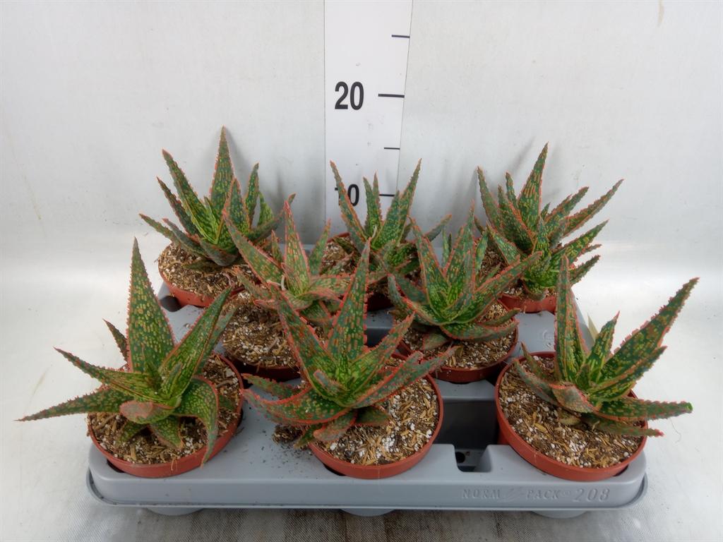 Горшечные цветы и растения оптом Aloe Mix от 8шт из Голландии с доставкой по России