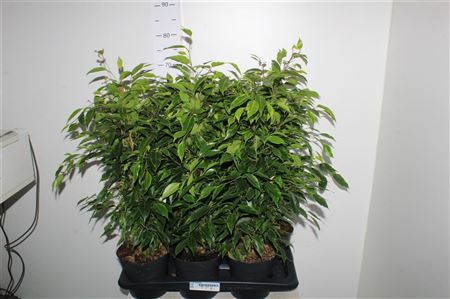 Горшечные цветы и растения оптом Fic Be Anastasia от 6шт из Голландии с доставкой по России