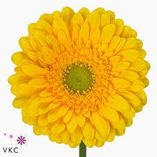 Срезанные цветы оптом Gerbera diamond submarine от 15шт из Голландии с доставкой по России