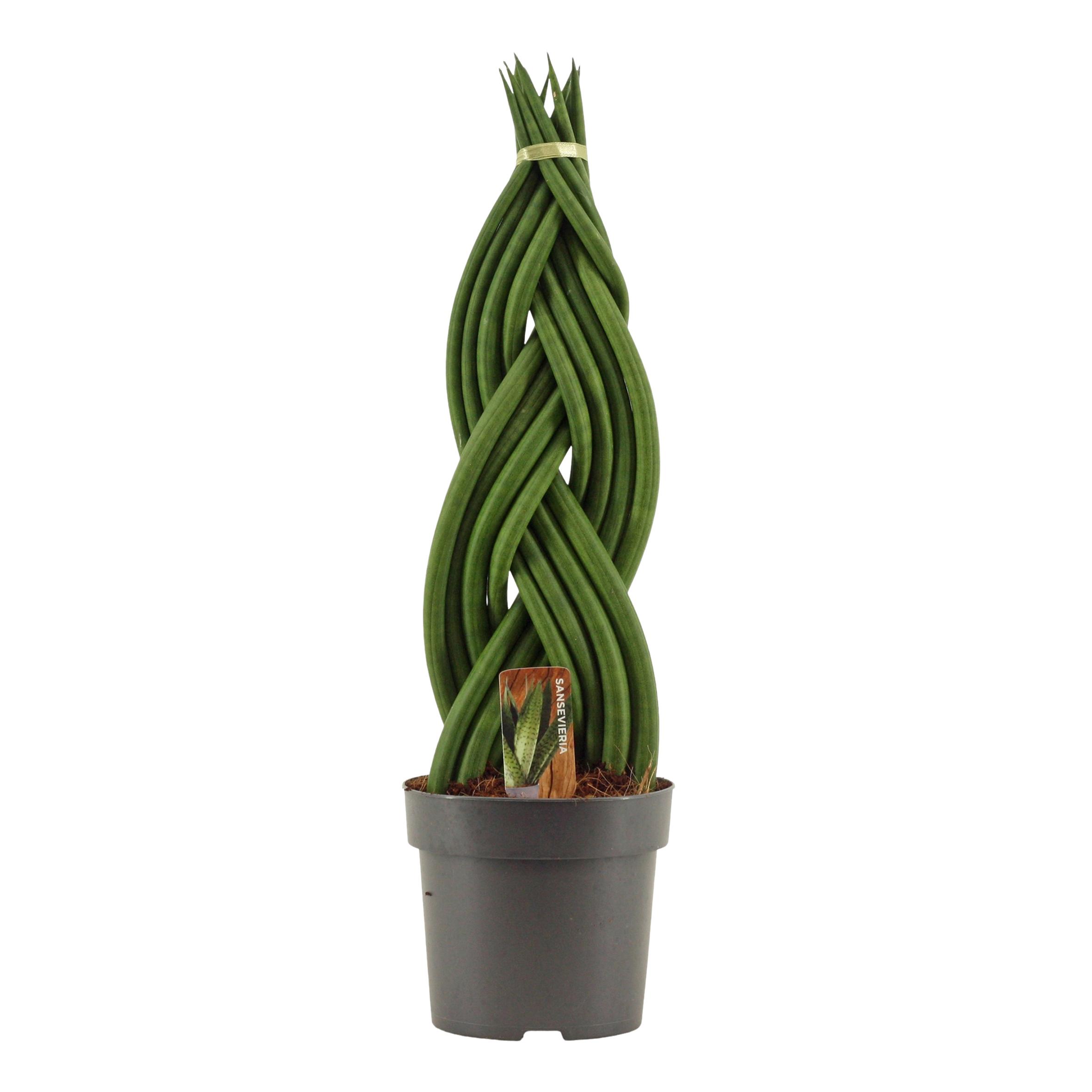 Горшечные цветы и растения оптом Sansevieria Cylindrica Braid от 7шт из Голландии с доставкой по России