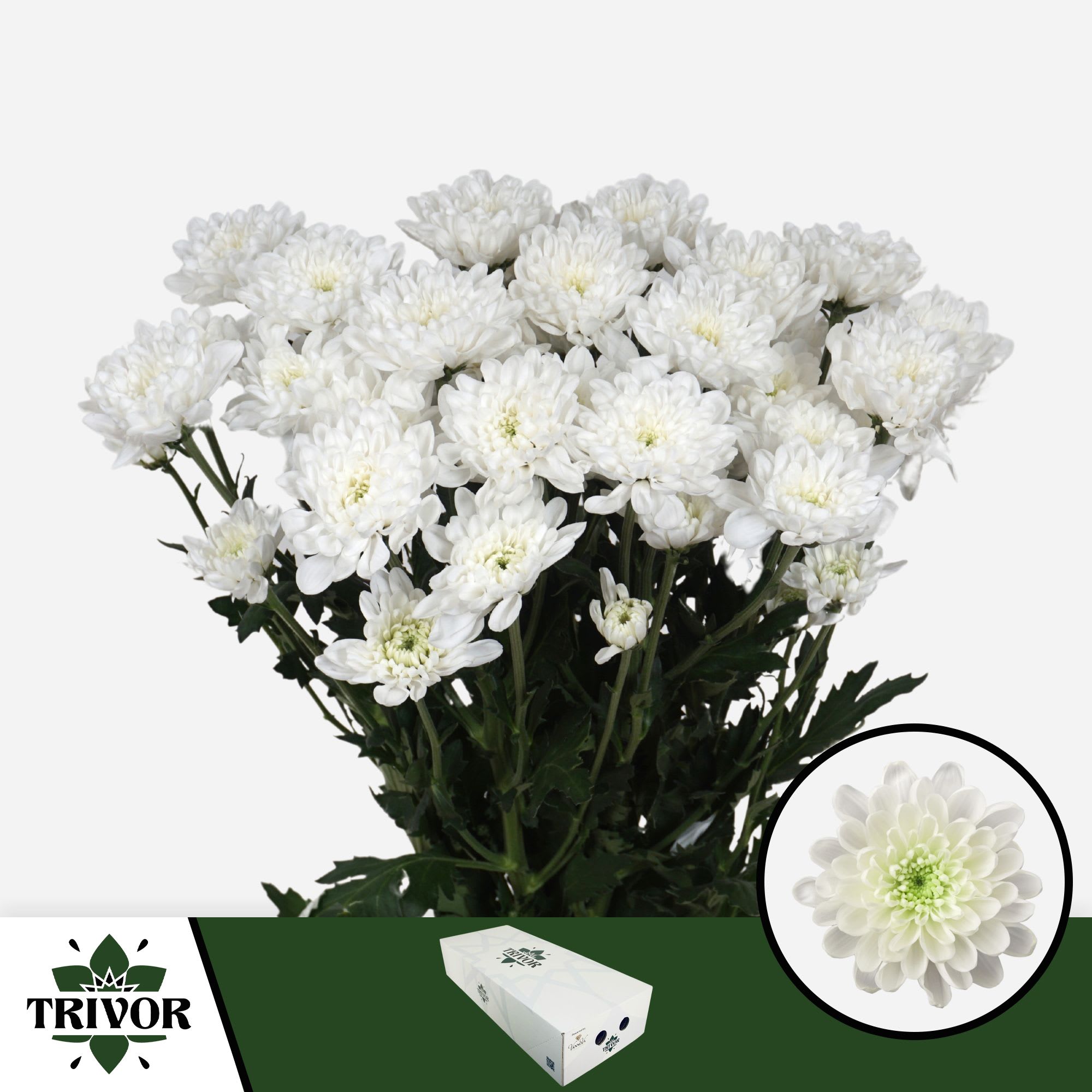 Срезанные цветы оптом Chrys sp altaj от 160шт из Голландии с доставкой по России