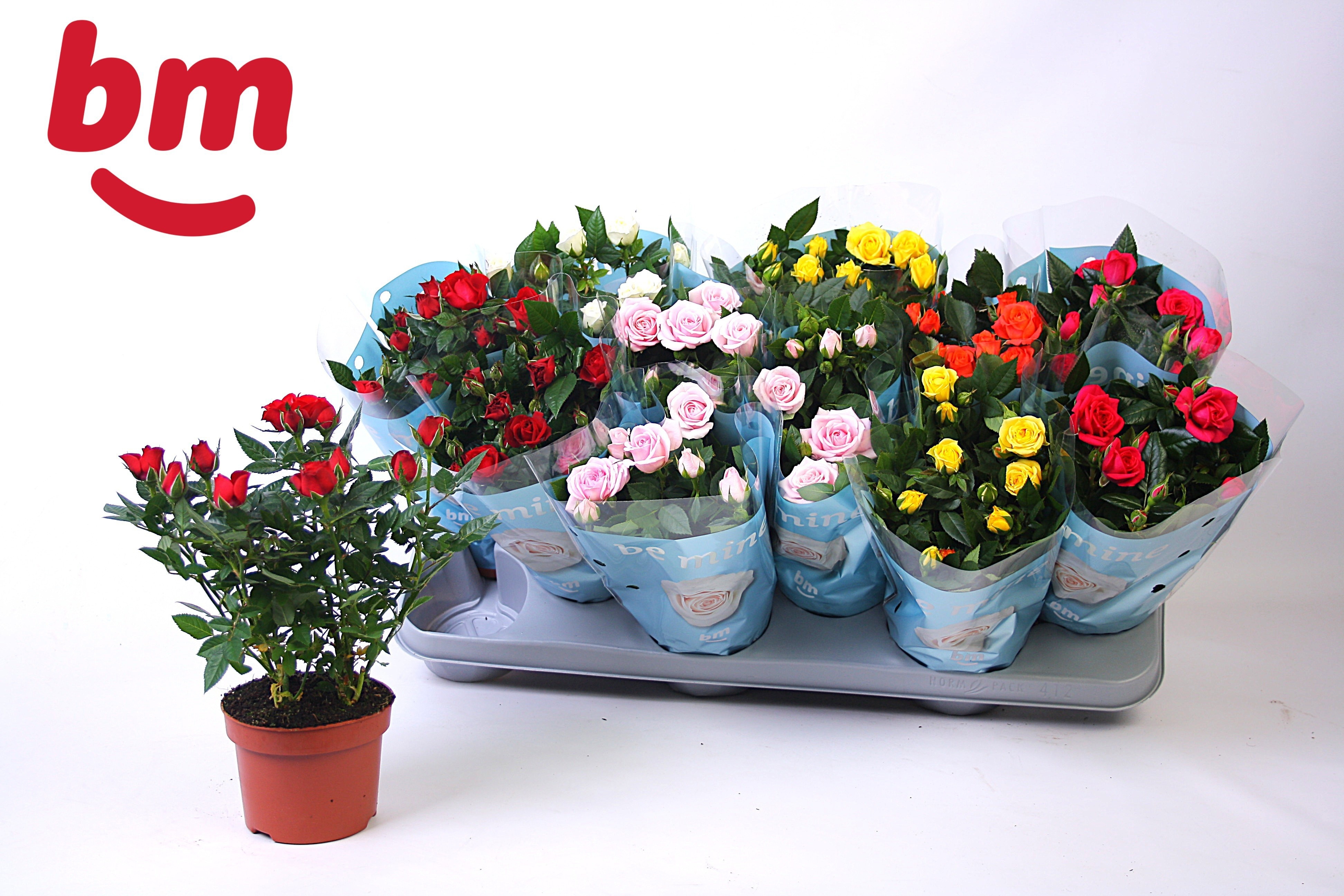 Горшечные цветы и растения оптом Ro B Monde Gem от 12шт из Голландии с доставкой по России