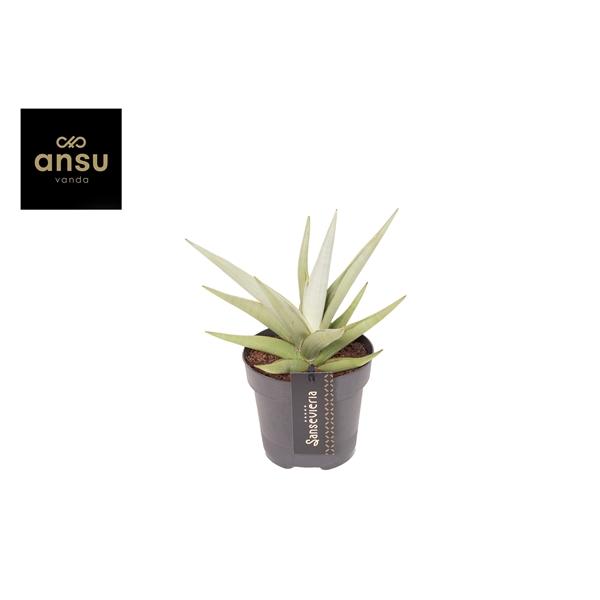 Горшечные цветы и растения оптом Sansevieria Comet Pastel Grey от 10шт из Голландии с доставкой по России