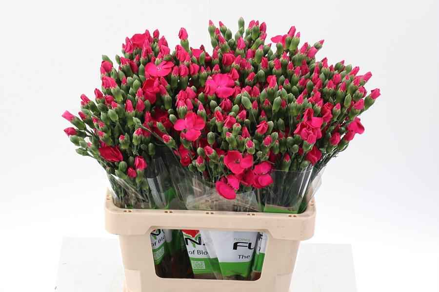 Срезанные цветы оптом Dianthus sp solomio imre от 100шт из Голландии с доставкой по России