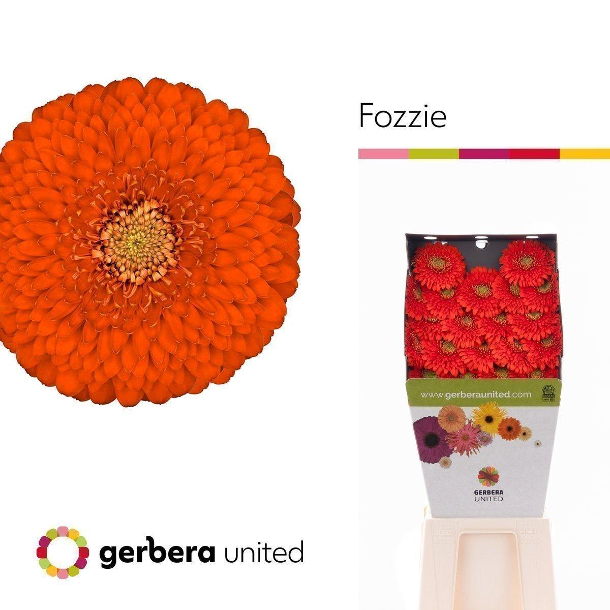 Срезанные цветы оптом Germini diamond pomponi fozzie от 40шт из Голландии с доставкой по России