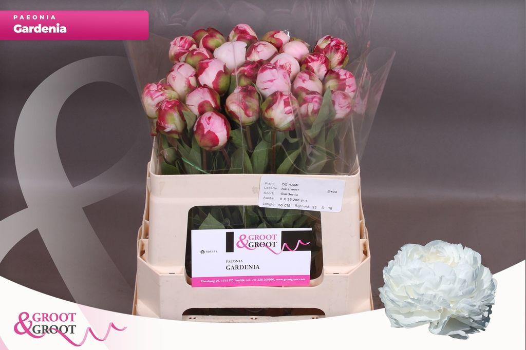 Срезанные цветы оптом Paeonia gardenia от 25шт из Голландии с доставкой по России