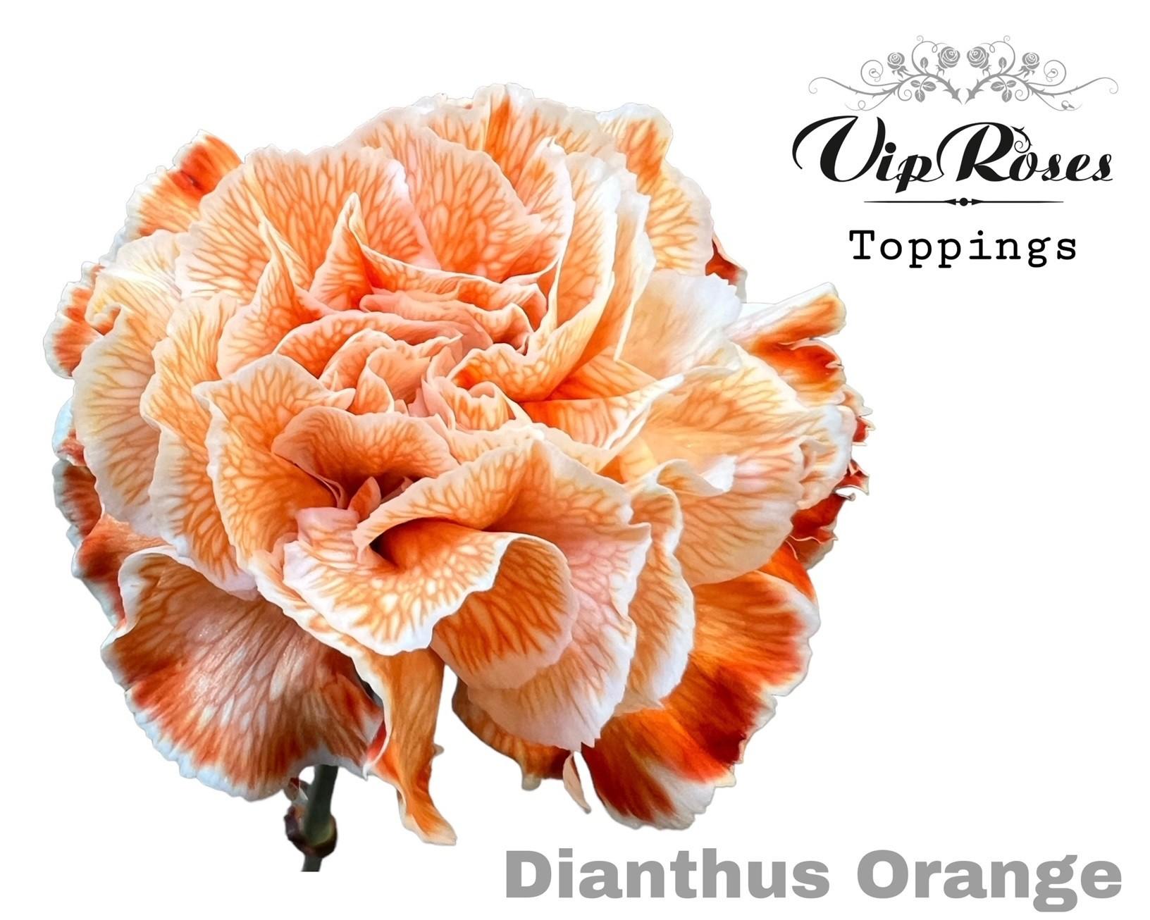 Срезанные цветы оптом Dianthus st paint orange от 40шт из Голландии с доставкой по России