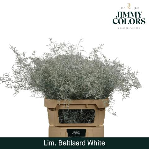 Срезанные цветы оптом Limonium beltlaard paint white от 25шт из Голландии с доставкой по России
