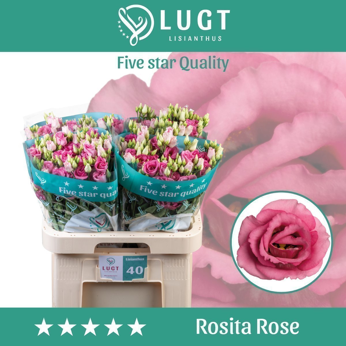 Срезанные цветы оптом Lisianthus do rosita pink от 40шт из Голландии с доставкой по России