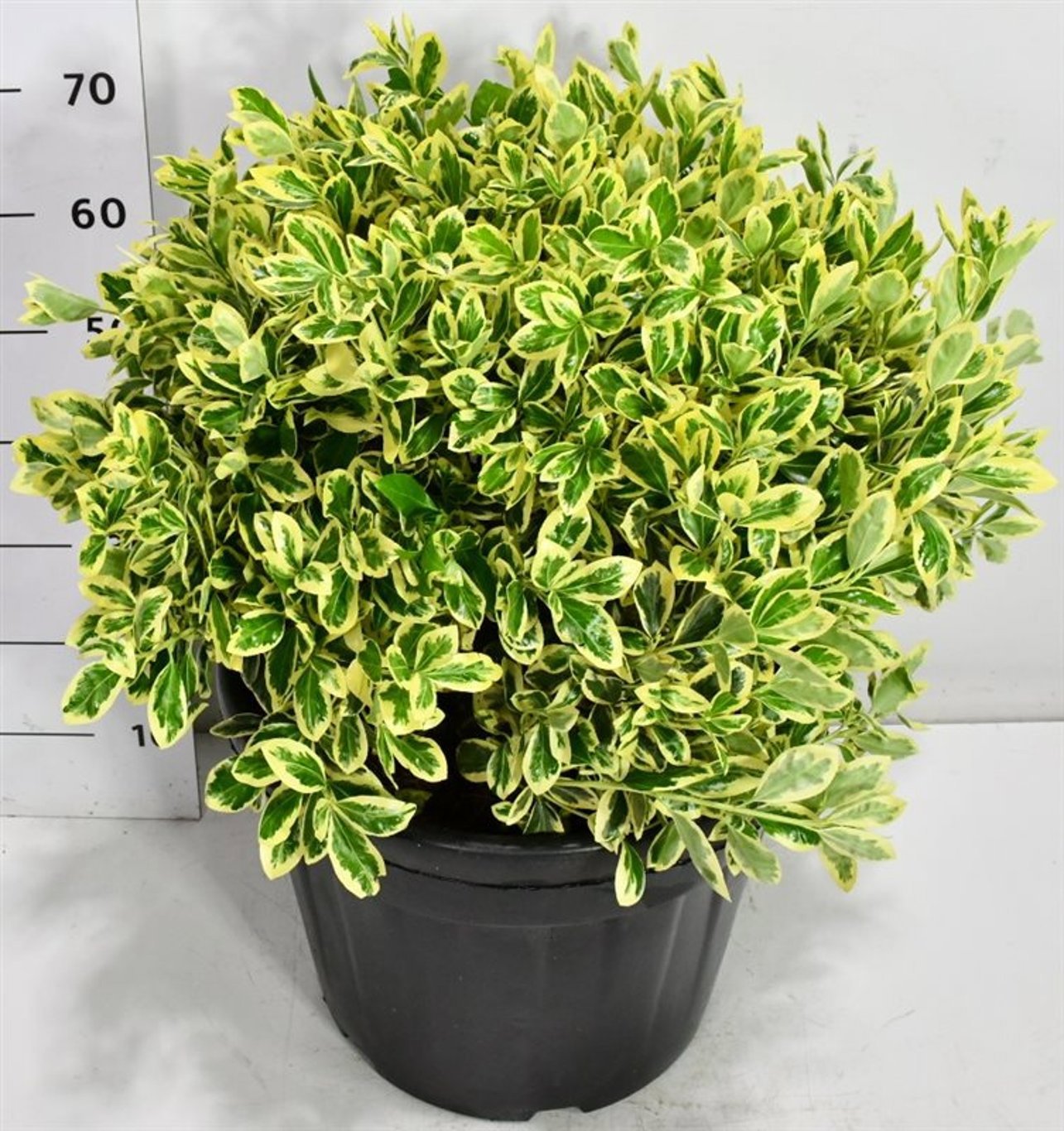 Горшечные цветы и растения оптом Euonymus Jap Bravo от 1шт из Голландии с доставкой по России