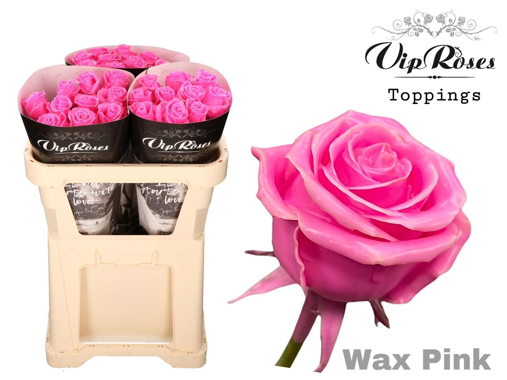 Срезанные цветы оптом Rosa large wax pink от 30шт из Голландии с доставкой по России