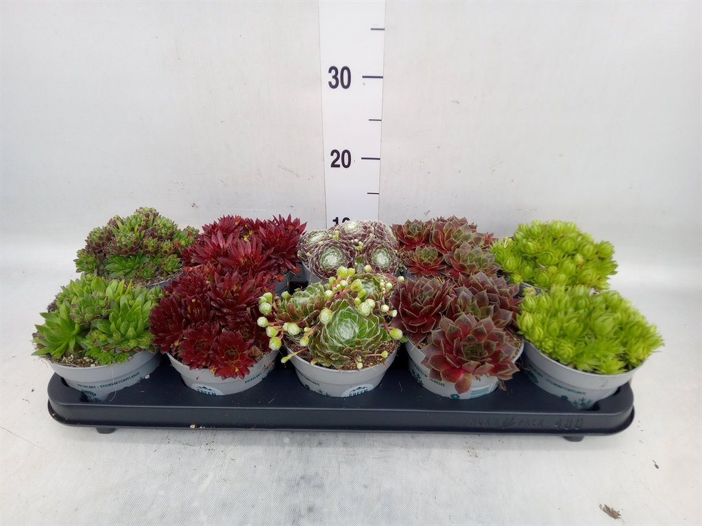 Горшечные цветы и растения оптом Sempervivum   ... от 10шт из Голландии с доставкой по России