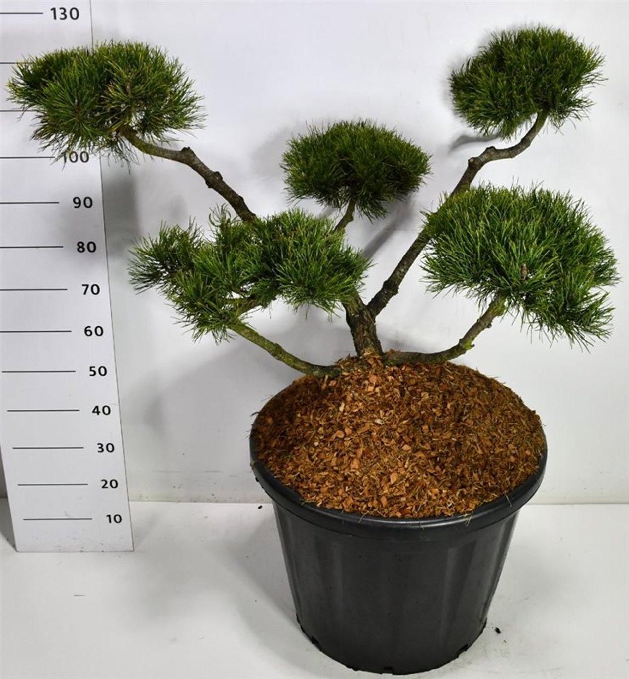 Горшечные цветы и растения оптом Pinus Mugo Mughus от 1шт из Голландии с доставкой по России
