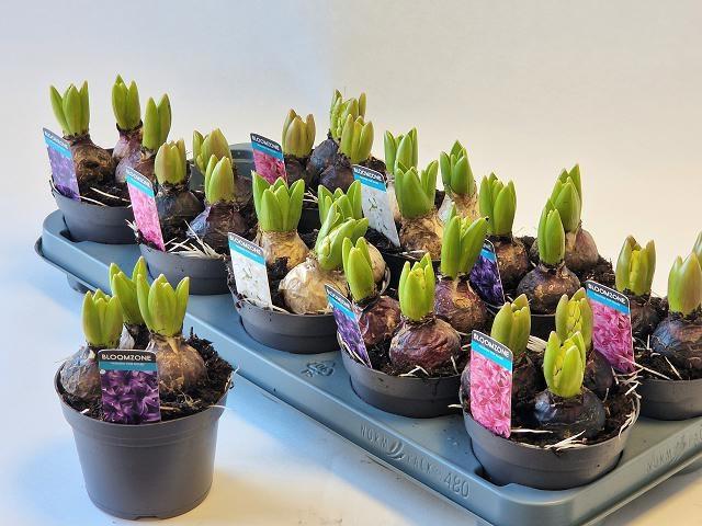 Горшечные цветы и растения оптом Hyacin Gem 3 Kl от 10шт из Голландии с доставкой по России