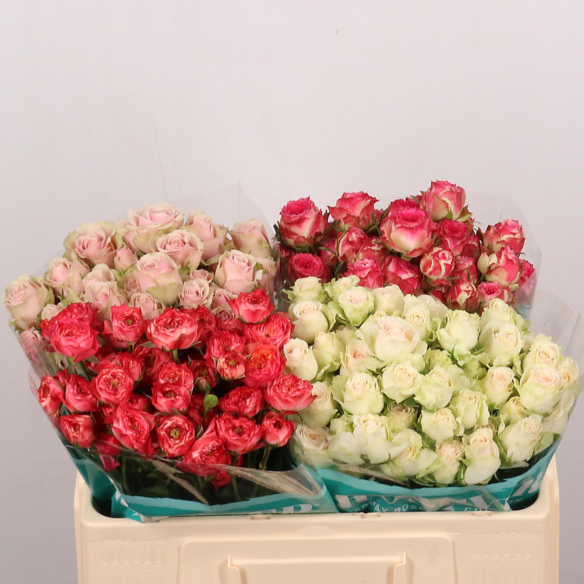 Срезанные цветы оптом Rosa spray mix in bucket от 30шт из Голландии с доставкой по России