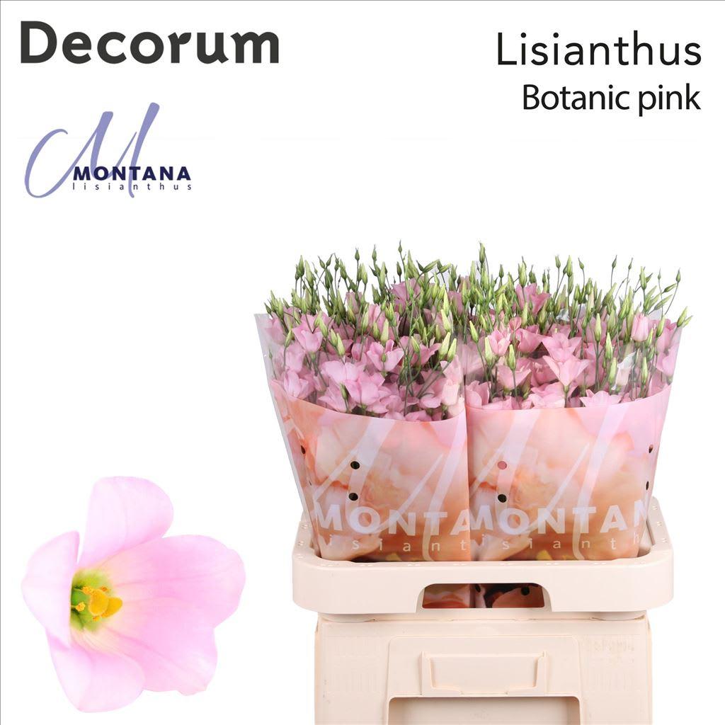 Срезанные цветы оптом Lisianthus Botanic pink 70cm A от 60шт из Голландии с доставкой по России
