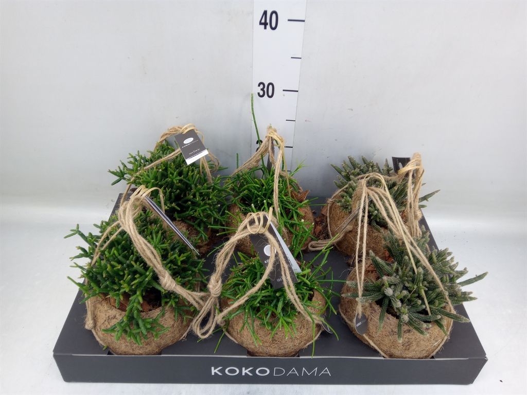 Горшечные цветы и растения оптом Rhipsalis   ...mix от 6шт из Голландии с доставкой по России