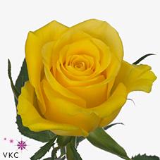 Срезанные цветы оптом Rosa large moonwalk от 400шт из Голландии с доставкой по России