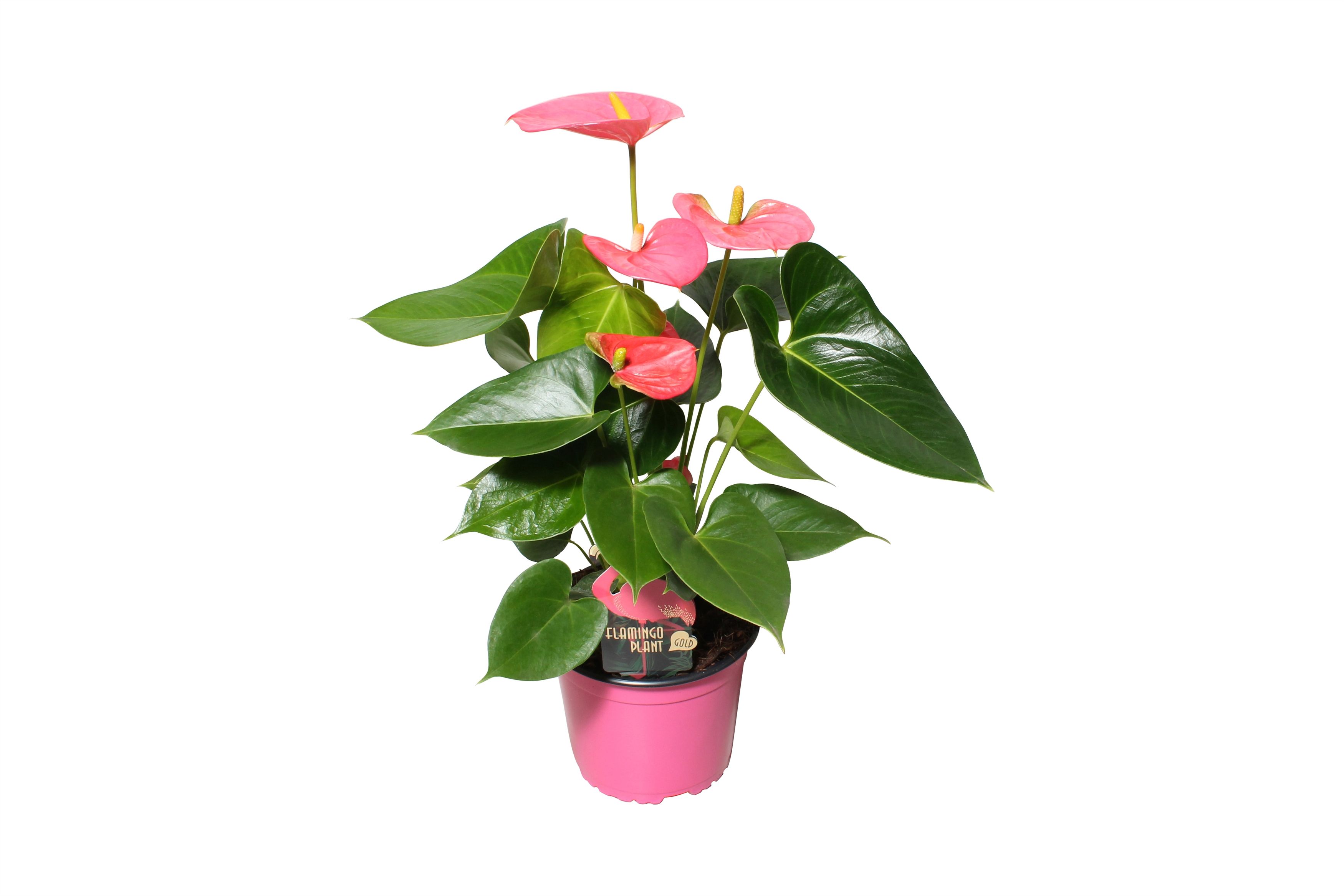 Горшечные цветы и растения оптом Anth An Arisa Pink 4+ от 6шт из Голландии с доставкой по России