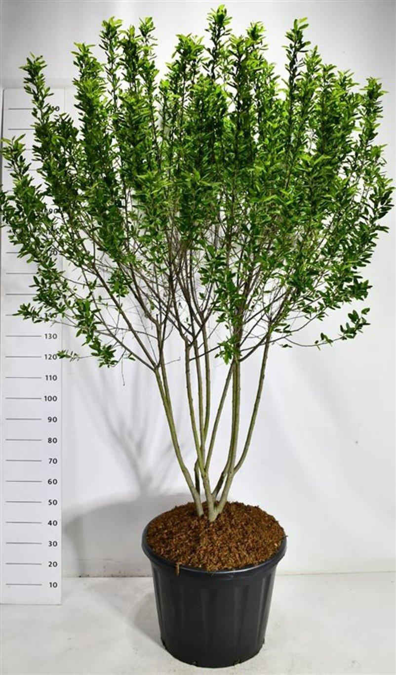 Горшечные цветы и растения оптом Amelanchier Can. rainbow Pillar от 1шт из Голландии с доставкой по России