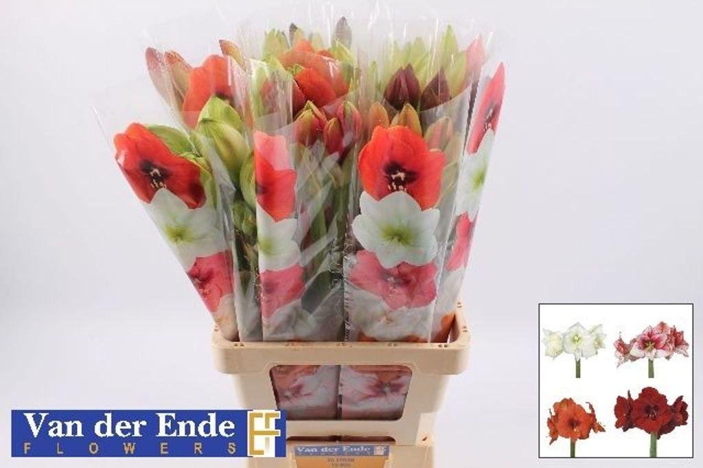 Срезанные цветы оптом Hippeastrum mix rainbow от 30шт из Голландии с доставкой по России