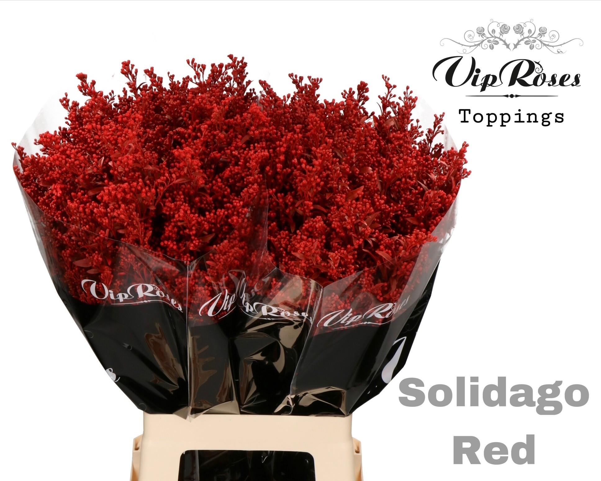Срезанные цветы оптом Solidago paint red от 50шт из Голландии с доставкой по России