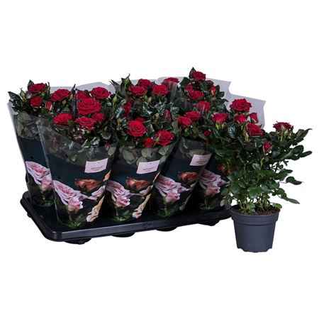 Горшечные цветы и растения оптом Rosa Patio Isabel от 8шт из Голландии с доставкой по России