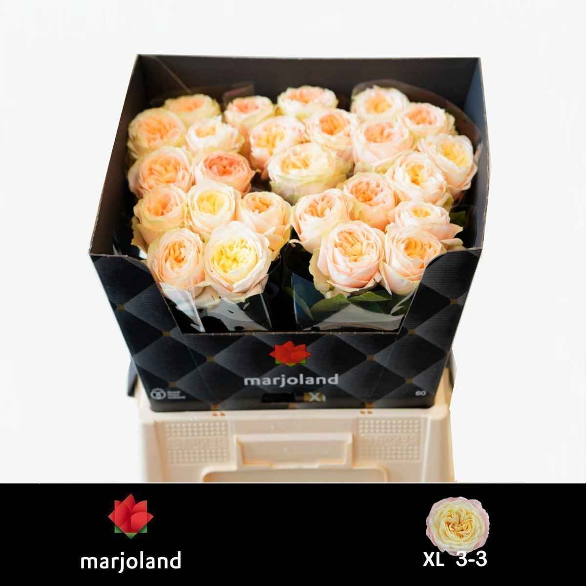 Срезанные цветы оптом Rosa la garden priscilla! от 25шт из Голландии с доставкой по России