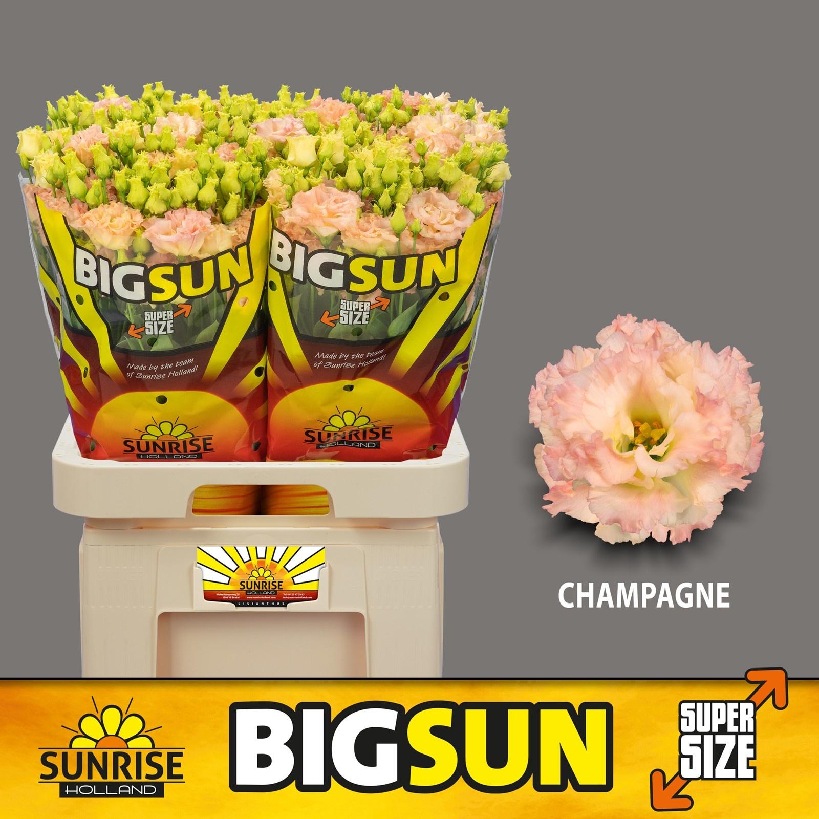 Срезанные цветы оптом Lisianthus do big sun champagne от 40шт из Голландии с доставкой по России