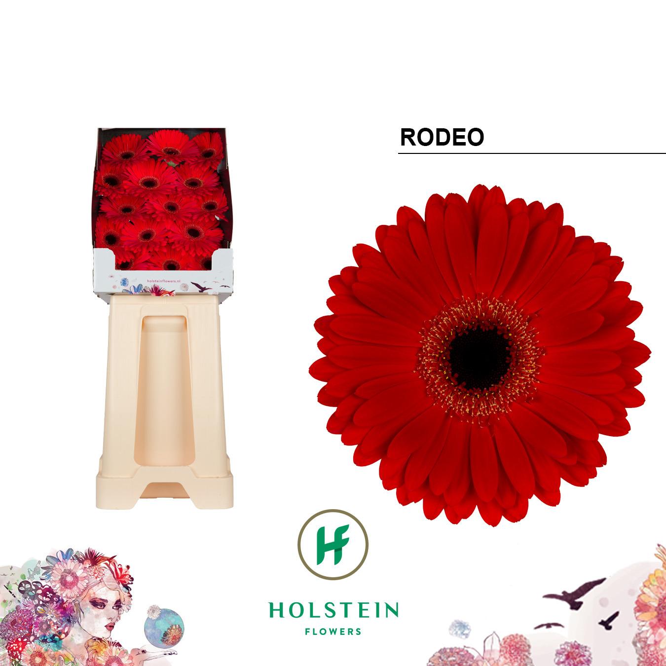 Срезанные цветы оптом Gerbera diamond rodeo от 45шт из Голландии с доставкой по России