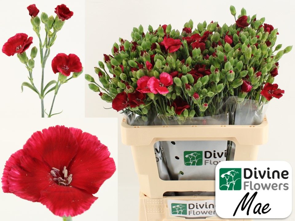 Срезанные цветы оптом Dianthus sp solomio mae от 60шт из Голландии с доставкой по России