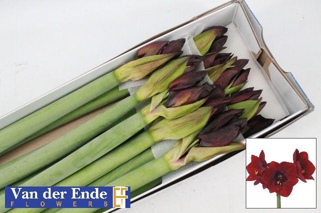 Срезанные цветы оптом Hippeastrum royal velvet от 12шт из Голландии с доставкой по России