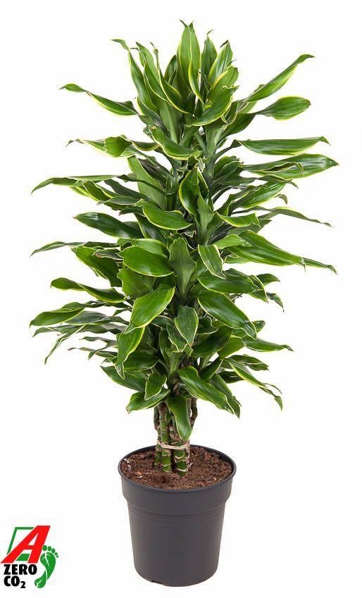 Горшечные цветы и растения оптом Drac Gold Coast Branched от 1шт из Голландии с доставкой по России