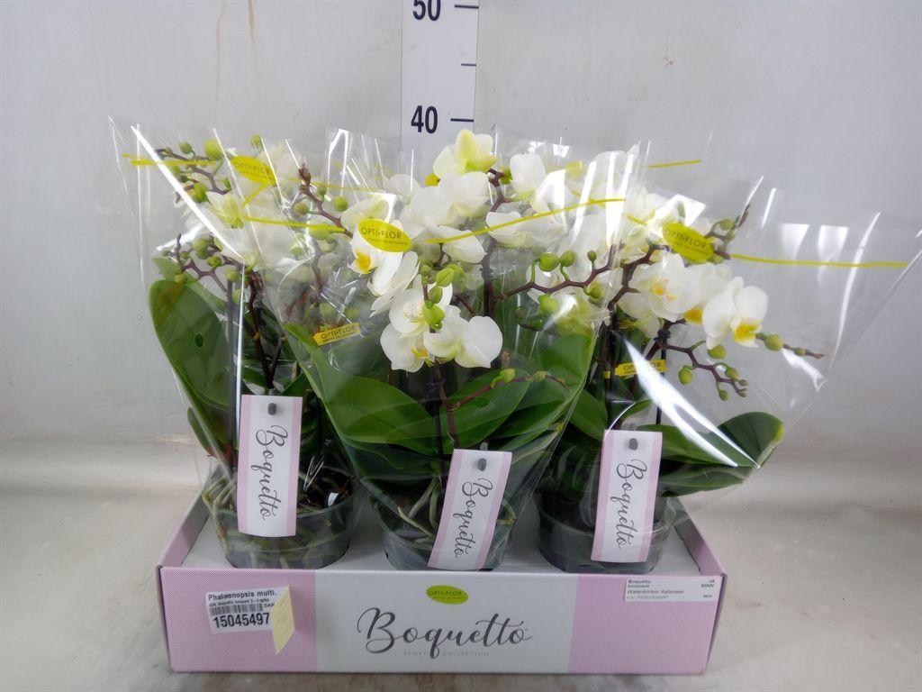 Горшечные цветы и растения оптом Phalaenopsis Multi.   ...white от 6шт из Голландии с доставкой по России