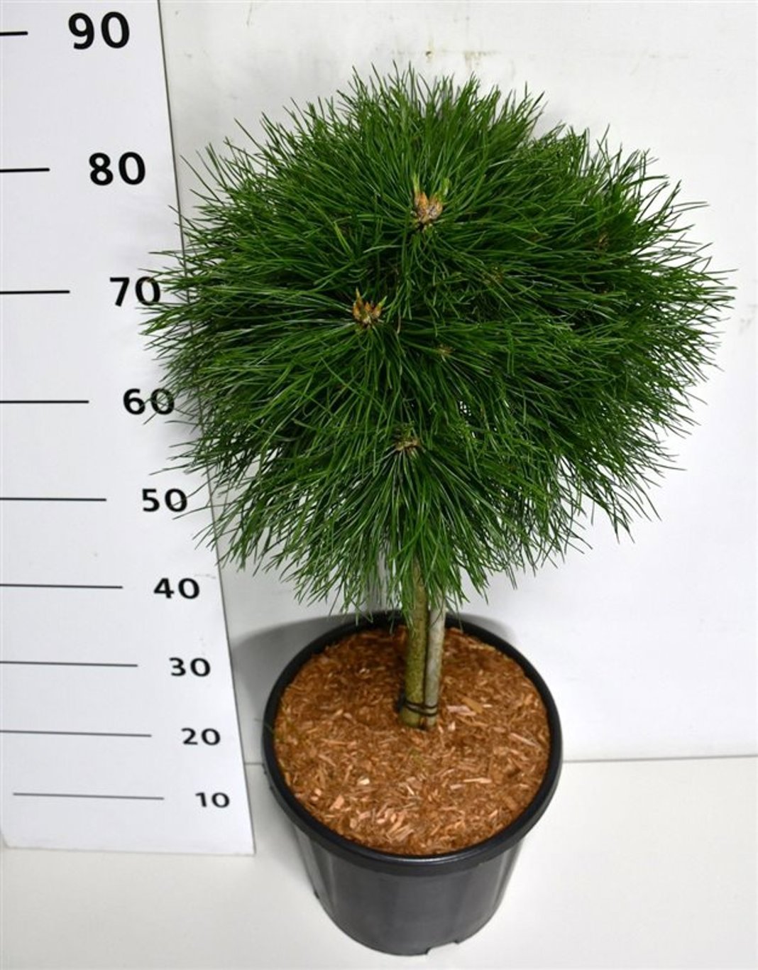 Горшечные цветы и растения оптом Pinus Mugo Varella от 1шт из Голландии с доставкой по России