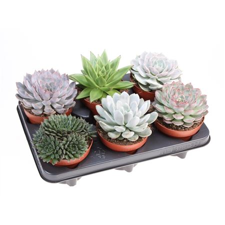 Горшечные цветы и растения оптом Echeveria Mix от 6шт из Голландии с доставкой по России