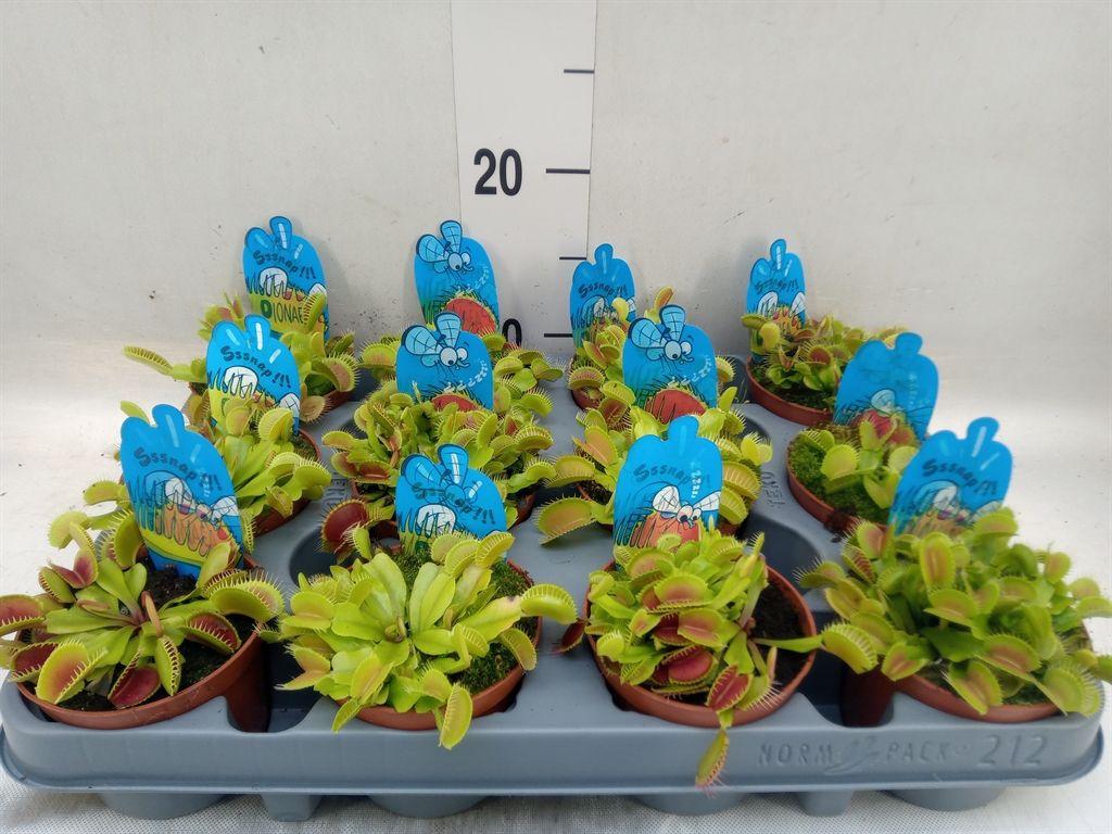 Горшечные цветы и растения оптом Dionaea Muscipula от 12шт (для телеги) из Голландии с доставкой по России