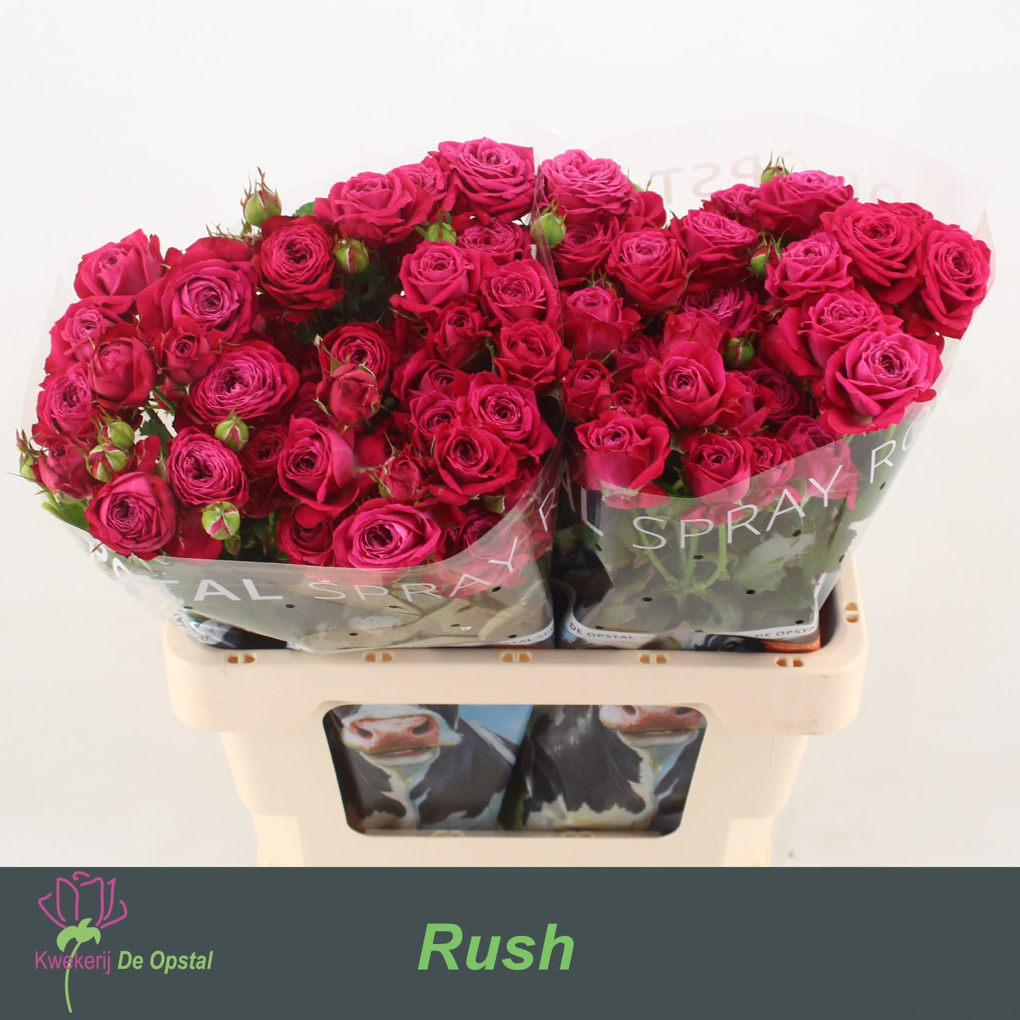 Срезанные цветы оптом Rosa spray rush от 20шт из Голландии с доставкой по России