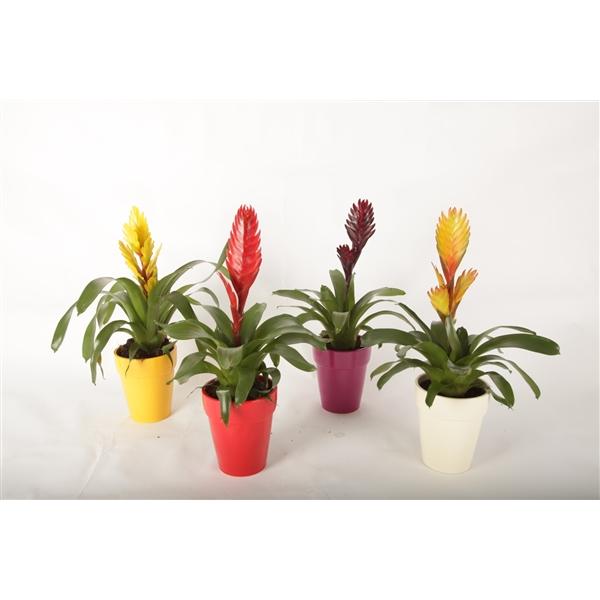 Горшечные цветы и растения оптом Vriesea Mix In Ceramiek Bea от 6шт из Голландии с доставкой по России