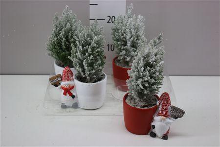 Горшечные цветы и растения оптом Chamaecyparis La Ellwoodii Snow Keramiek Red White от 4шт из Голландии с доставкой по России