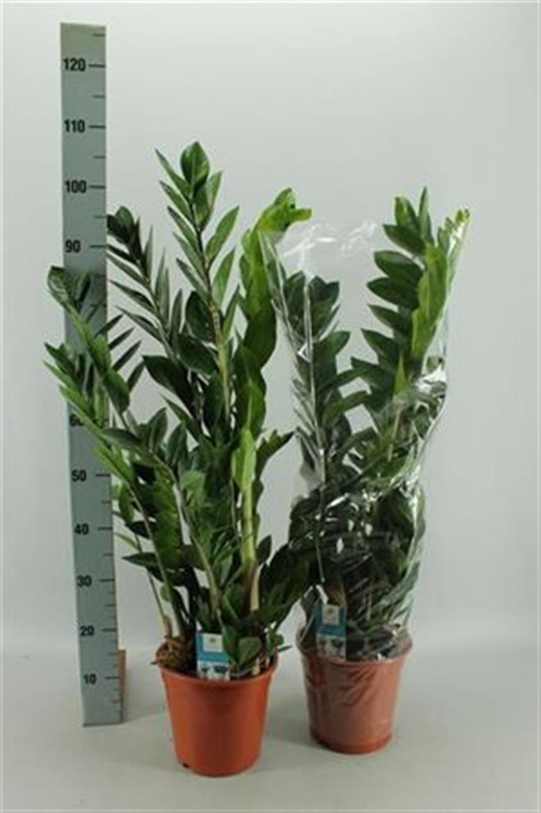 Горшечные цветы и растения оптом Zamioculcas 6+ от 1шт из Голландии с доставкой по России