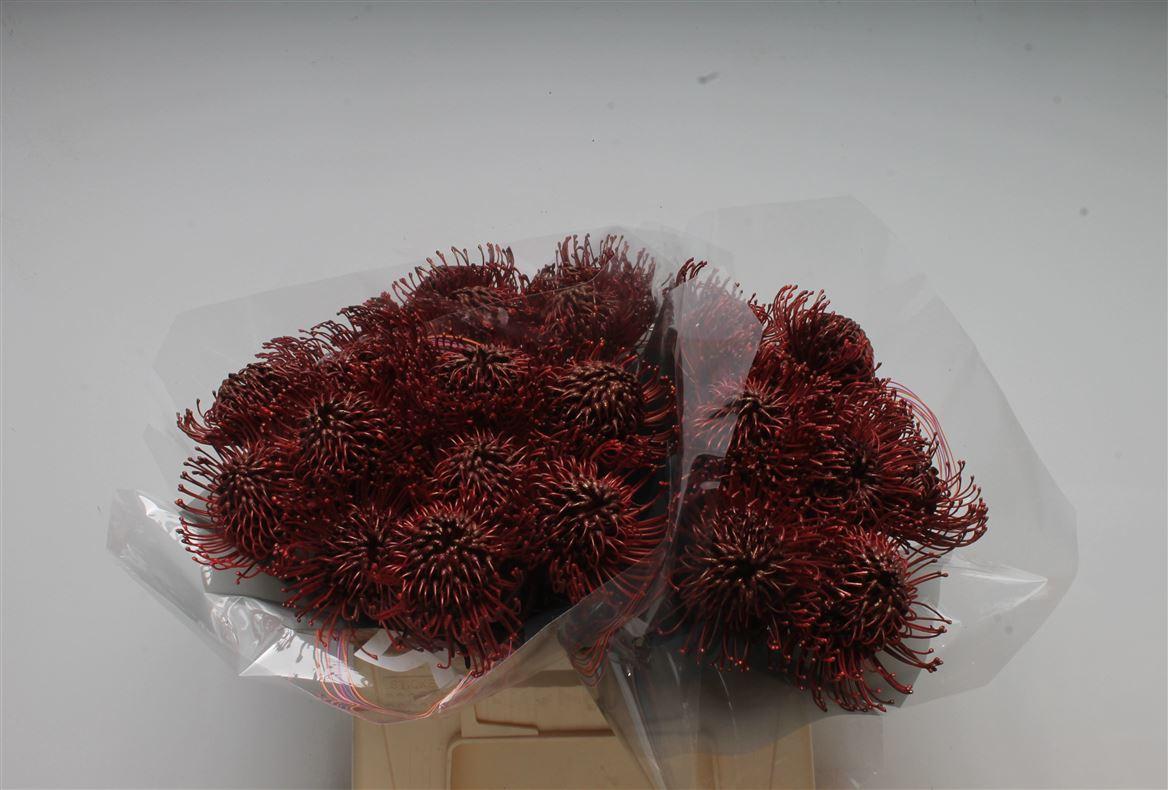 Срезанные цветы оптом Nutans paint bordeaux от 30шт из Голландии с доставкой по России