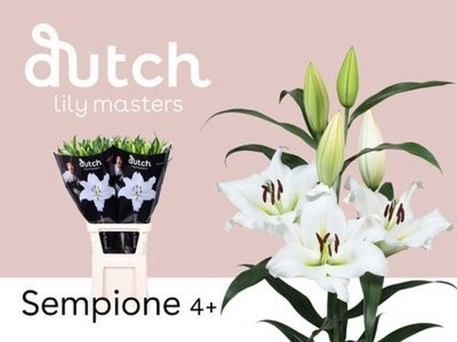 Срезанные цветы оптом Lilium or sempione от 40шт.. из Голландии с доставкой по России