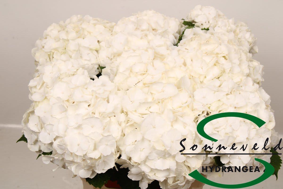 Срезанные цветы оптом Hydrangea white verena от 10шт.. из Голландии с доставкой по России