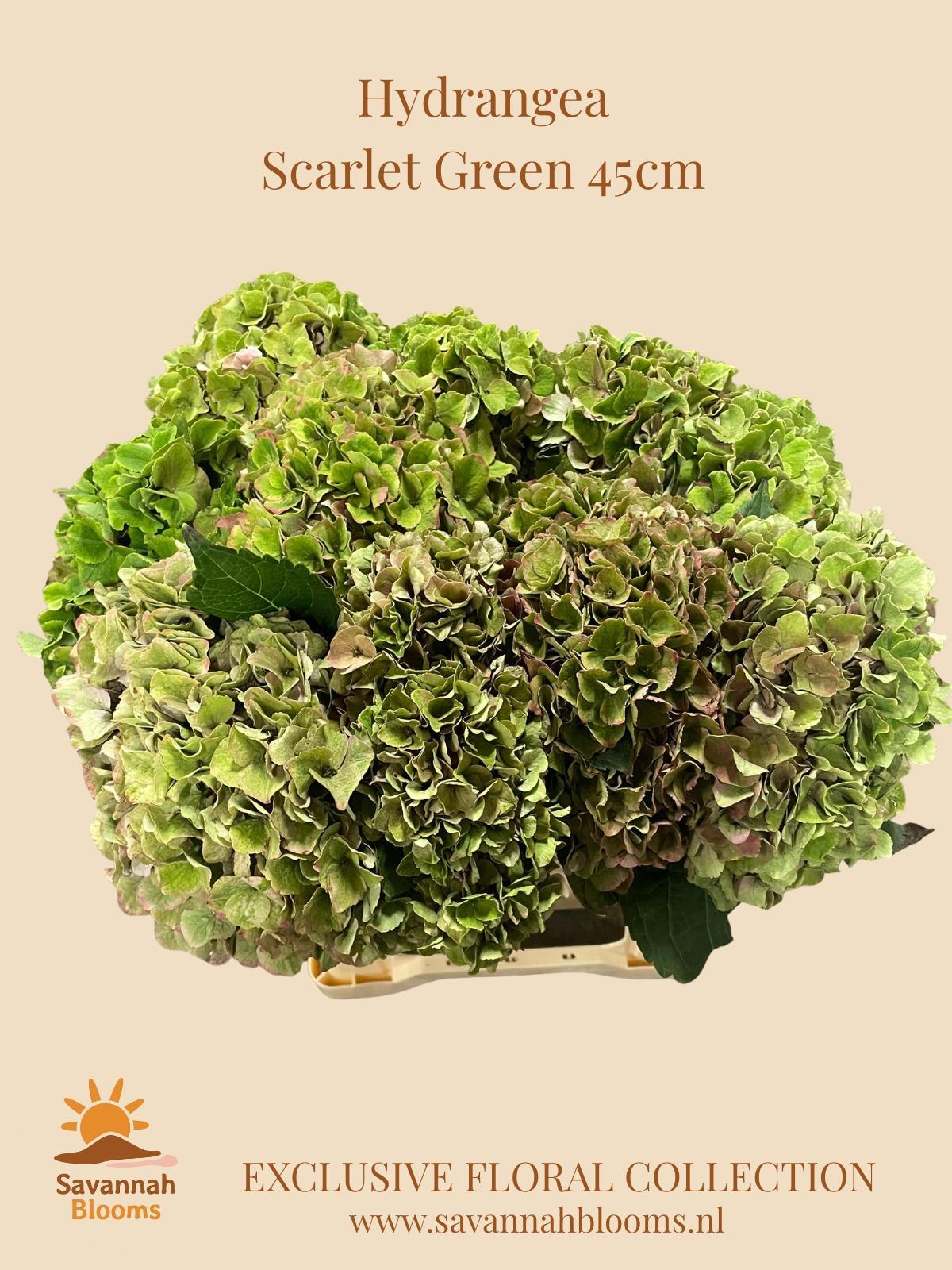 Срезанные цветы оптом Hydrangea scarlett от 10шт из Голландии с доставкой по России