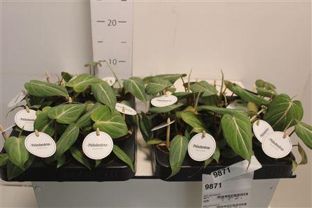 Горшечные цветы и растения оптом Phil Gloriosum от 12шт (для телеги) из Голландии с доставкой по России