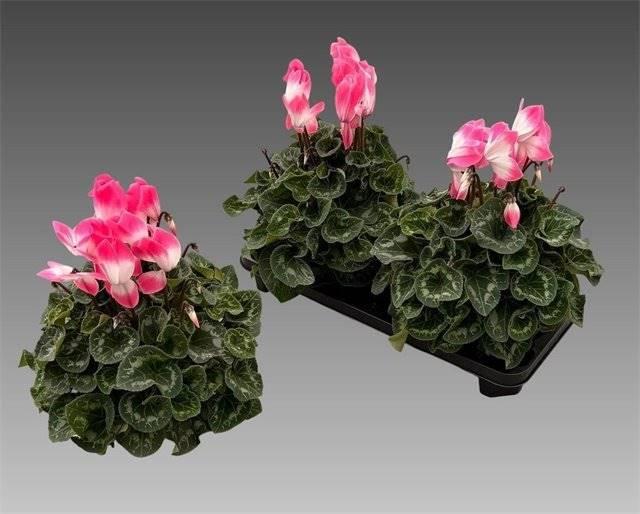 Горшечные цветы и растения оптом Cyclamen Gr Sup Fusion от 2шт (для телеги) из Голландии с доставкой по России